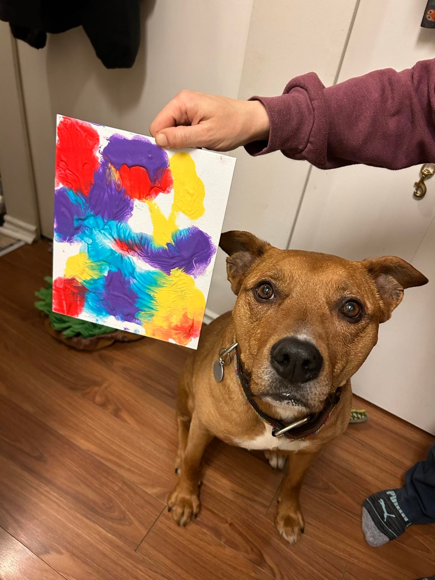 Pet Licky Painting Kit